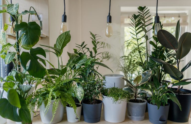 Indoor Gardening__Plants Inside Your Home